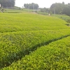 6月17日より二番茶開始