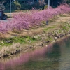 河川敷の河津桜