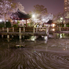 桜が散った後も美しい『日中友好庭園』の花筏。