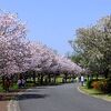 青葉の森公園は八重桜の宝庫