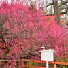 下鴨神社の梅鑑賞（201602）