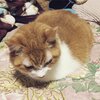 猫写真♯409