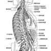 parasympathetic nervous system　副交感神経