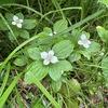 【登山】2回目の白山登山 Vol.2 〜砂防新道ルートに咲く花たち〜