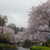 今日の東京は桜流しの雨