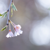 京の花見　その１