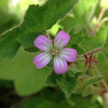 (359) Geranium rotundifolium