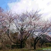 一つ森公園　開花状況