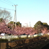 河津桜とスカイツリー