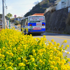 菜の花満開！フラワーライン