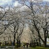 お花見スポット