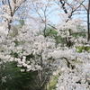 奈良市・左京の森の桜（３月下旬～４月上旬）＝撮影は２０１９年