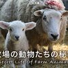 2438：国を動物に例えたら面白かった