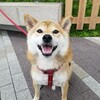 柴犬 ラミくん トリミング料金