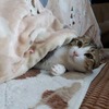 コタツで顔出して寝てTV観る猫：保護猫日記。１歳8ヵ月（84週）