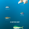 『The Deep Sea』で深海の魅力にせまる