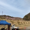 虎山千本桜来訪