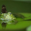 古池や蛙飛びこむ水の音