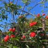 植物の冬支度と種蒔きっ子の芽出し