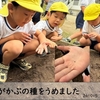 2024年10月15日 黄帽子がかぶの種を植えました