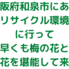 大阪府和泉市にある「和泉リサイクル環境公園」に行って早くも梅の花と菜の花を堪能して来た！