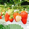 いちご🍓狩り情報5/20(土)開園日です。