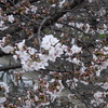 桜開花、奈良県。