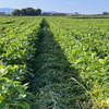大豆の圃場の草刈りと中打ちと大豆の花とグリーンカーテンの現在