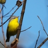 ハイガシラモリムシクイ Gray-hooded Warbler