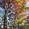 2022年11月6日(日)　[敦賀]岩籠山を再訪。紅葉・黄葉は、まさにピークを迎える!!