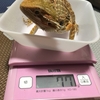 フトアゴの飼い方🏠