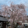 ４月１２日　夜桜鑑賞