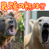 【最強の熊は⁉】ホッキョクグマの驚愕の強さ！【グリズリーとヒグマの違い】とは⁉