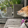 雨雲レーダーとにらめっこ。雨だと気が乗らない犬を散歩に。