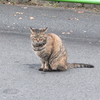 人懐こい猫　カスミちゃん