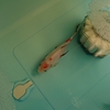 引きこもり金魚 懸命のダイエット