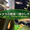 メダカの繁殖・増やし方！産卵しない・針子が育たない時の対処法！