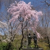 箱根彫刻の森美術館の桜、宮城野早川堤の桜