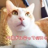 レインボーマン「インドの山奥」の替え歌を本気で調べてみた