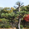 公園の針葉樹(スギ、マツなど)