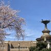 今日の鶴舞公園（2022年桜の頃）
