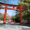 春の京都④・・・・花の平野神社、青紅葉の北野天満宮