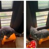 勝手口の窓の外にいたのは…。ビビる みーちゃん