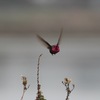 アンナハチドリ(Anna's Hummingbird)の飛翔