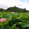 Go ToキャンペーンでGo 横浜三渓園 探訪