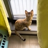 【カーテンに隠れてニャルソック】保護猫 子猫のエル 成長記録 生後4ヶ月