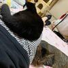 涼しくなってきたので。。。