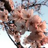  桜の花がキレイに見れました花見最高～♪コーヒーゼリー～♪