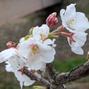 思い出したようにつらつらと。