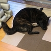 アレルギー性皮膚炎は続くよ、どこまでも……(´༎ຶོρ༎ຶོ`)